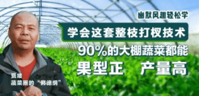 90%的大棚蔬菜都能国型正 产量高